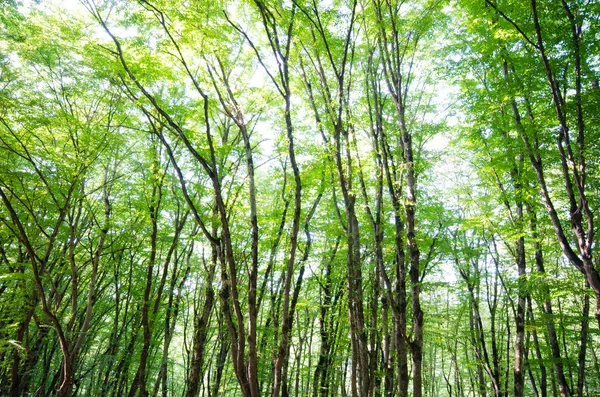 Зеленый лес в яркий летний день — стоковое фото