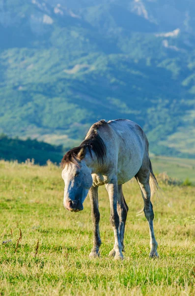 Çayır, yalnız at — Stok fotoğraf