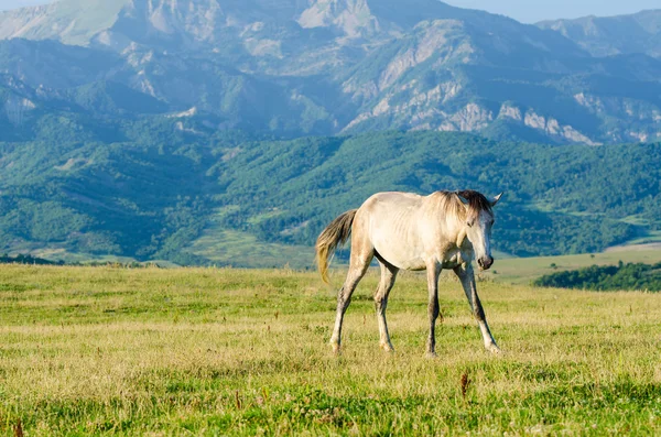 孤独匹马在草地上 — 图库照片