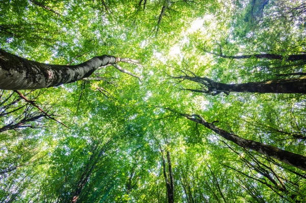 Grön skog under ljusa sommardag — Stockfoto