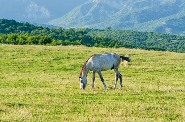 Cavalo solitário no prado — Fotografia de Stock