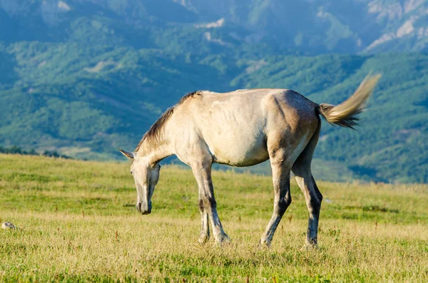 Eenzame paard op de weide — Stockfoto