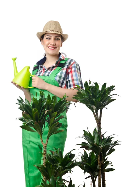 Vrouw planten op wit water geven — Stockfoto