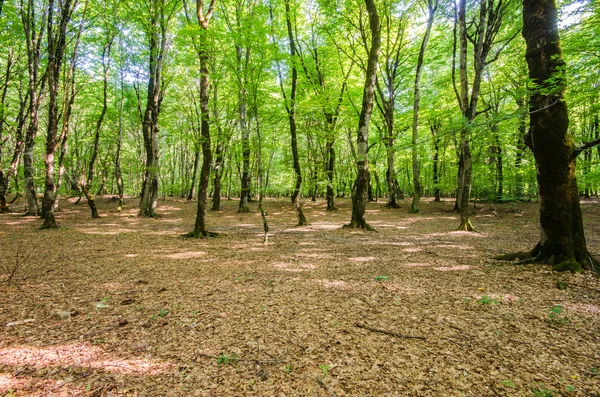 Floresta verde durante o dia de verão brilhante — Fotografia de Stock