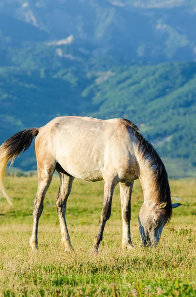 Cavalo solitário no prado — Fotografia de Stock