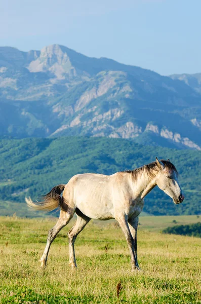 Одинокая лошадь на лугу — стоковое фото