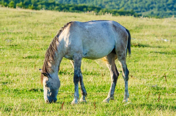 Caballo solitario en el prado — Foto de Stock