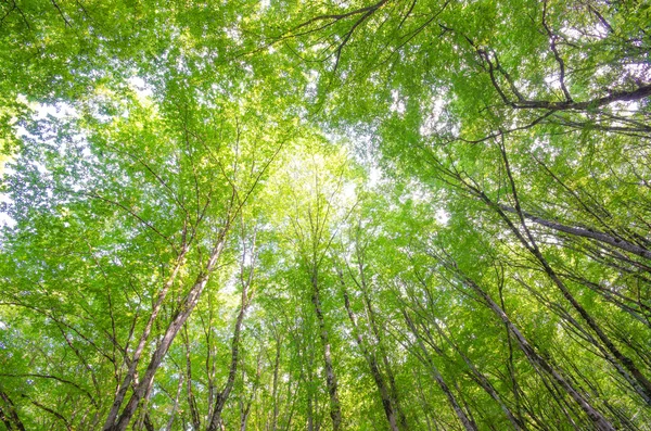 Bosque verde en brillante día de verano — Foto de Stock