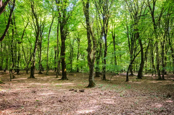 Grön skog under ljusa sommardag — Stockfoto
