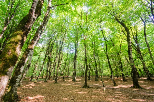 明るい夏の日の間に緑の森 — ストック写真