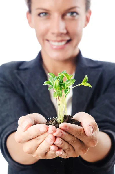 Geschäftsfrau mit Sämling auf Weiß — Stockfoto