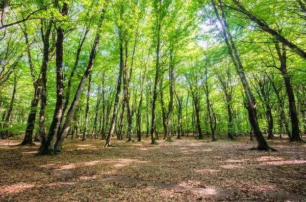 Grön skog under ljusa sommardag — Stockfoto