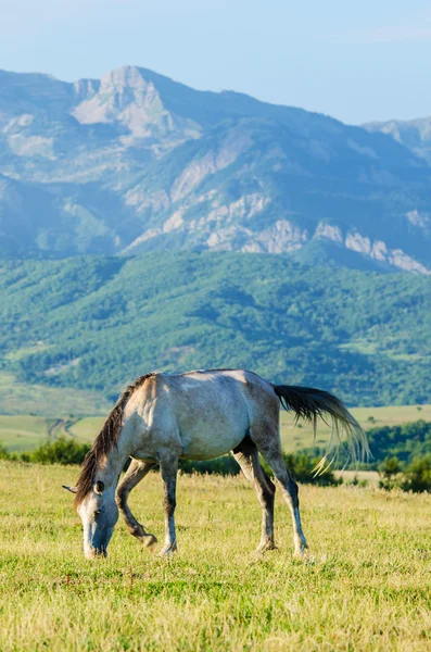 Eenzame paard op de weide — Stockfoto