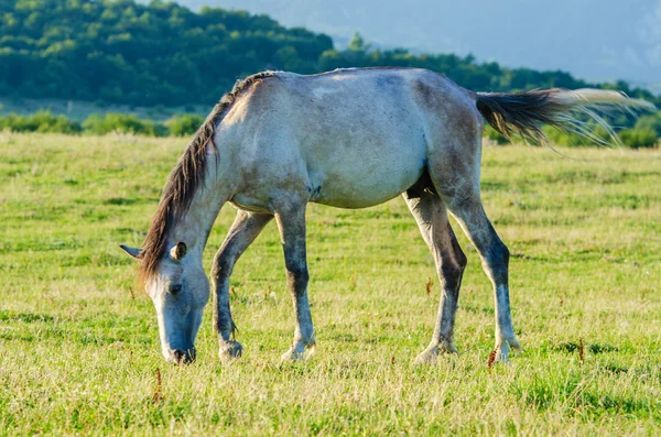 Eenzame paard op de weide — Stockfoto