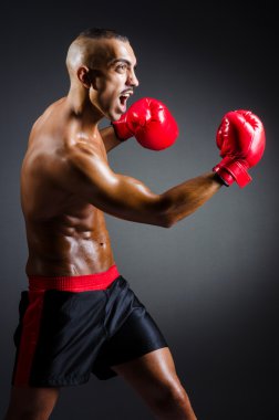 Stüdyo çekim kas boksör