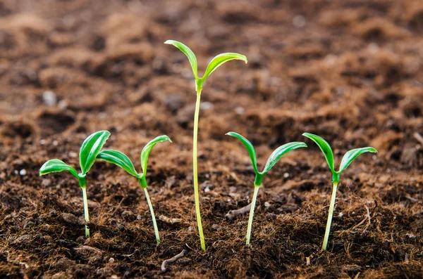 Green seedlings in new life concept — Stock Photo, Image