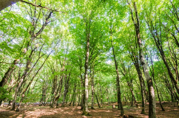 明るい夏の日の間に緑の森 — ストック写真