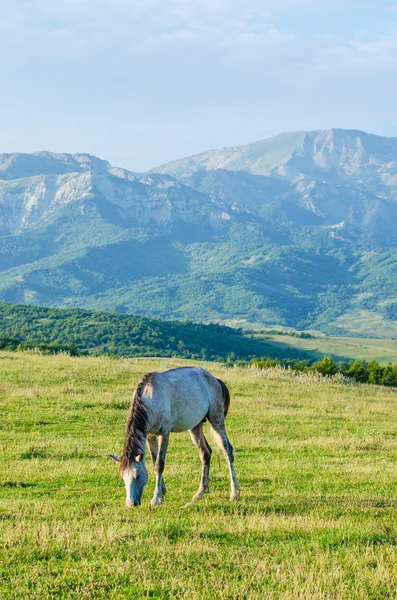 Çayır, yalnız at — Stok fotoğraf