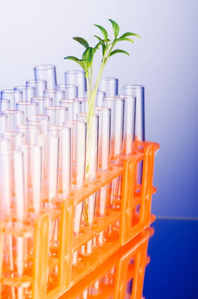 Lab experiment with green seedlings — Stock Photo, Image