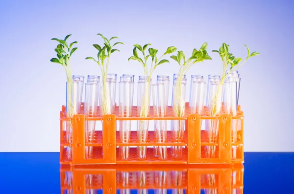 Lab experiment with green seedlings — Stock Photo, Image