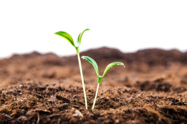 Yeni hayat konseptinde yeşil tohumlar