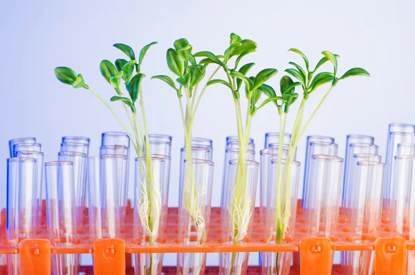 Experimento de laboratorio con plántulas verdes — Foto de Stock