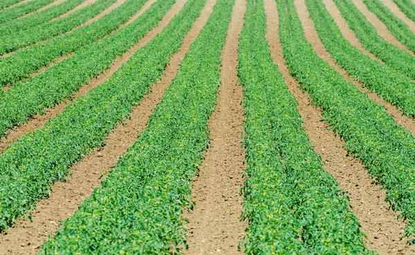 Tomato field on bright summer day — Stock Photo, Image