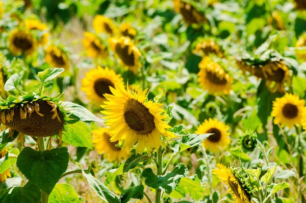 Sonnenblumenfeld an einem strahlenden Sommertag — Stockfoto