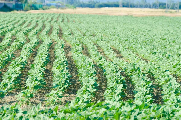 Tomato field on bright summer day — Stock Photo, Image