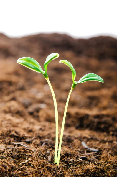 Plántulas verdes en nuevo concepto de vida — Foto de Stock