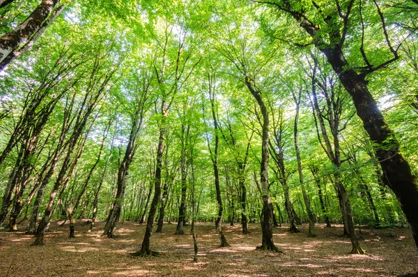 Forêt verte pendant une journée d'été lumineuse — Photo