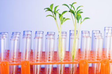 Laboratuvar Deney ile yeşil fidan