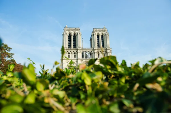 Catedral de Notre Dame de París en el día de verano — Foto de Stock