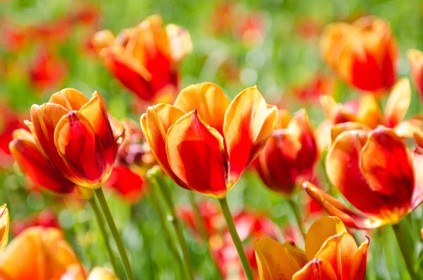 Tulip field on bright summer day — Stock Photo, Image
