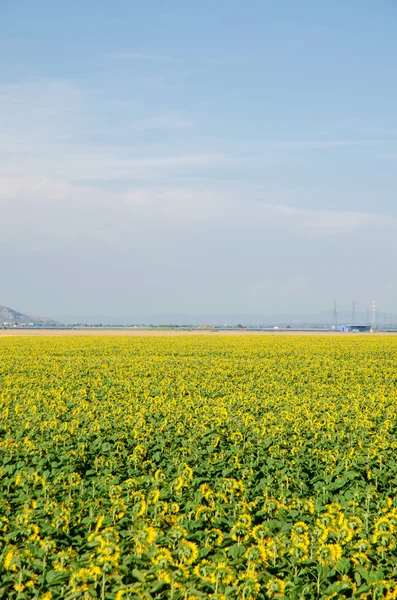 Solros fält ljusa sommardagar — Stockfoto