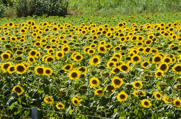 Sunflower field on bright summer day — Stock Photo, Image