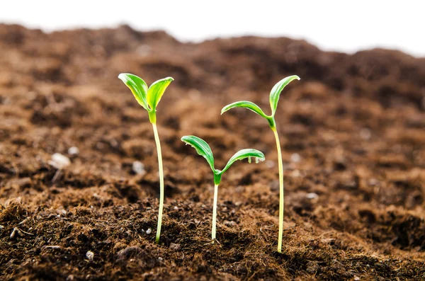 Plántulas verdes en nuevo concepto de vida —  Fotos de Stock