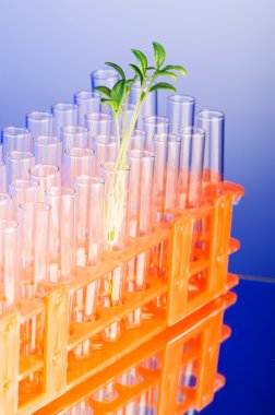 Laboratuvar Deney ile yeşil fidan