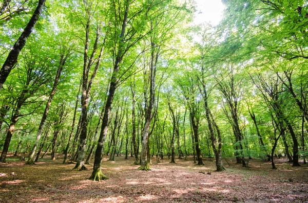 Grön skog under ljusa sommardag — Stockfoto