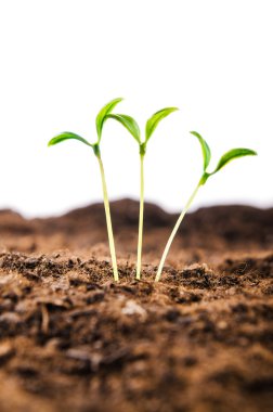 Yeni hayat konseptinde yeşil tohumlar