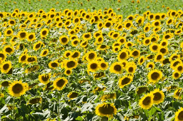 Sunflower field on bright summer day — Stock Photo, Image
