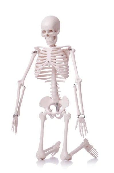 Skeleton isolated on the white — Stock Photo, Image