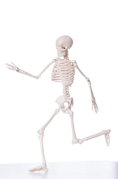 Squelette isolé sur fond blanc — Photo