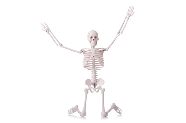 Skeleton isolated on the white — Stock Photo, Image