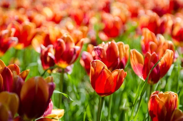 Tulip field on bright summer day — Stock Photo, Image