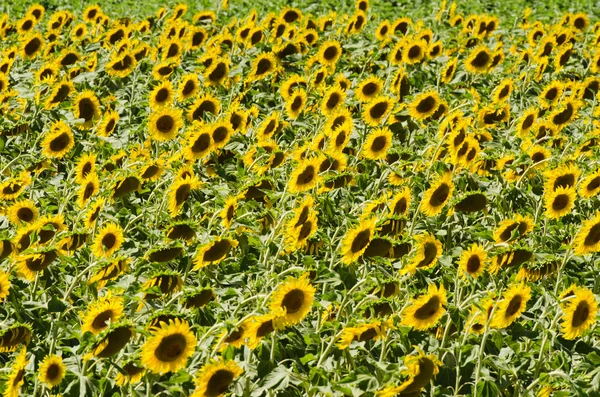 Sunflower field on bright summer day — Stock Photo, Image