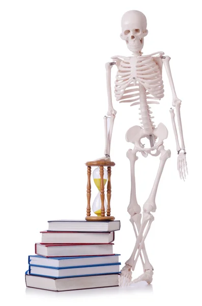 Skelett läsa böcker på vit — Stockfoto