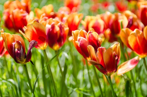 Tulip field on bright summer day — Stock Photo, Image