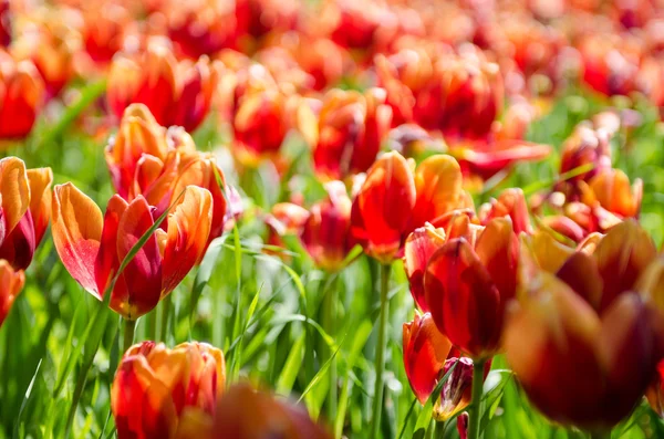 Tulip field on bright summer day — Stock Photo, Image