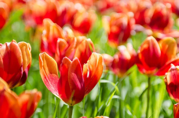 Tulip field on bright summer day — Stock Photo, Image